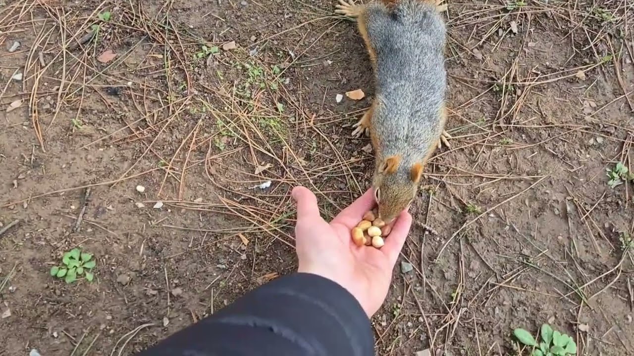 A Sunny Day with Friendly Squirrels 🐿 | Peaceful Pine Forest Walk | Denizli, Turkey