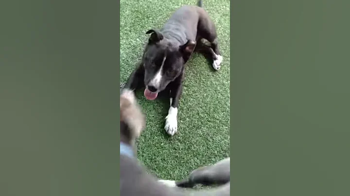 King & Charlie playing together
