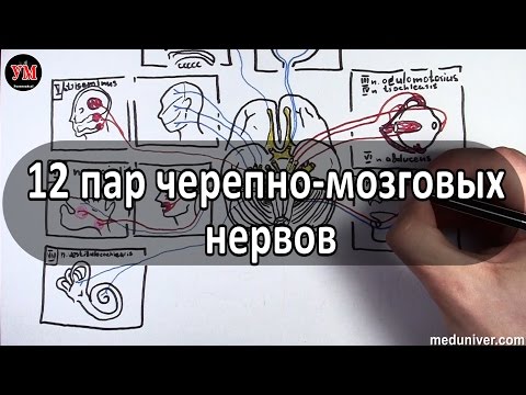 12 пар черепно мозговых нервов (ЧМН) -  анатомия, зоны иннервации - meduniver.com