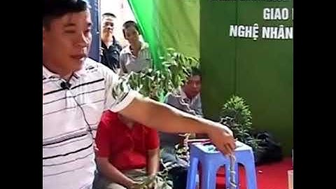 Nghệ nhân biến cây cảnh thành cây củi ...