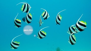 PACS004  Message Structure  @BankingPayments|| 60+ Paid Video Session WA at +918237151992