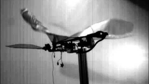 Slow-motion Ornithopter Wing Flapping
