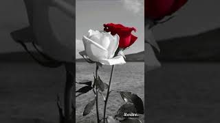 Bitmeyen Özlem Resimi