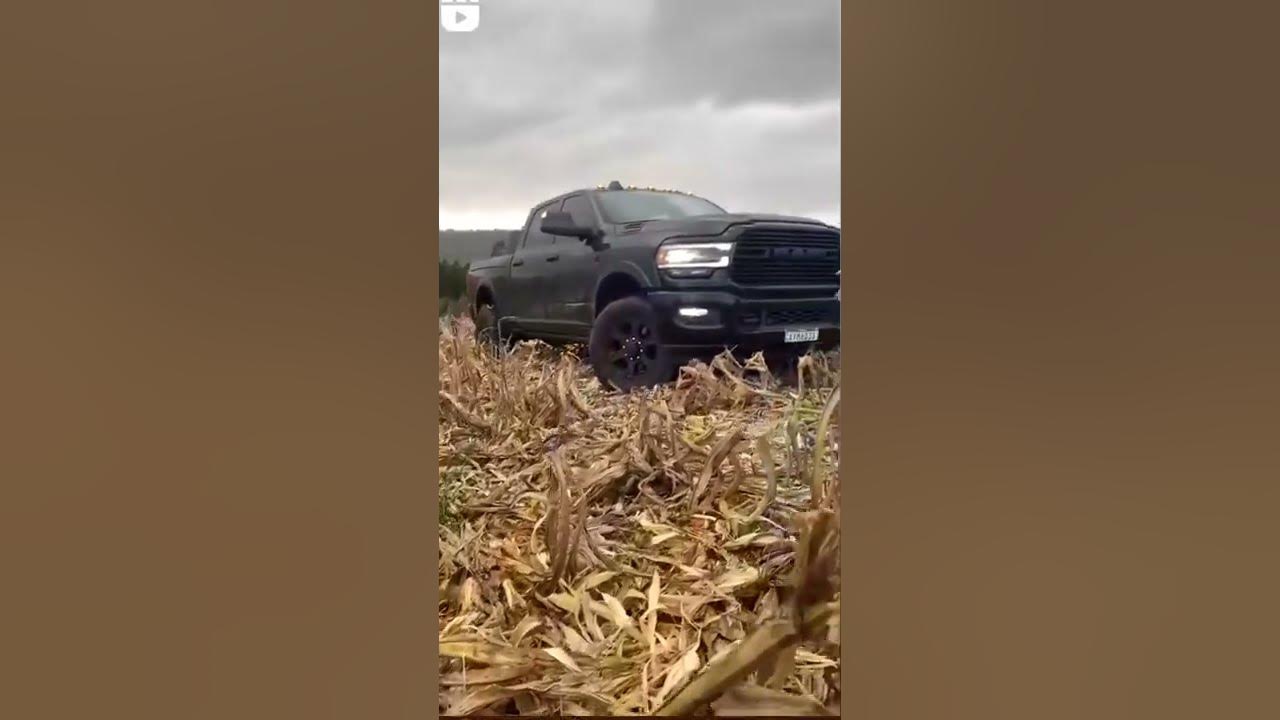os agroboys da roça