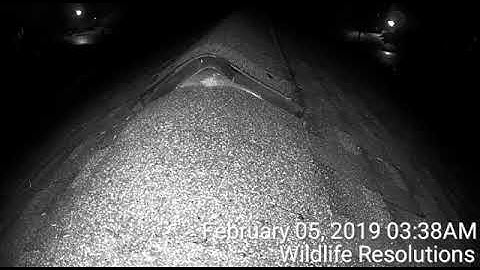 Mouse Entering Ridge Vent