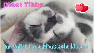 Meet Tibbs ~ Our Super Cute Moustache Kitten ~ Adorable Moustache Cat #moustachecat