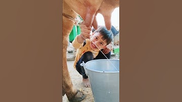 Thumbnail of choti choti gaiya fyfg dfe #love #song #funny
