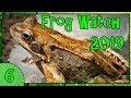 FROGS AND TOADS OF THE UK - Frog Watch 2019 [6]