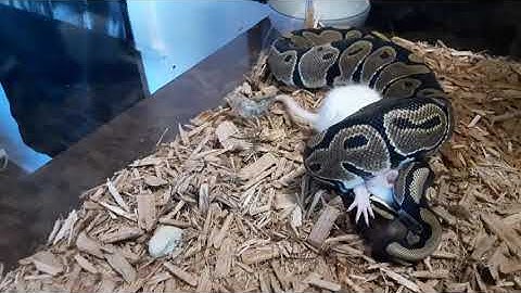 LIVE FEEDING - Ball Python eats small rat