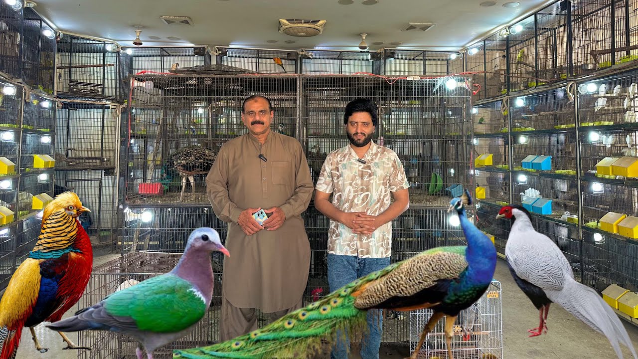 Multan Sunday Birds Market 09 Marach 2026 | multan birds market latest update | Mustaq Ahamad |