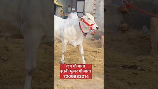जय गौ माता इतनी सुन्दर गौ माता , Haryana Cow For Sale , Desi Cow , Haryana gay ,