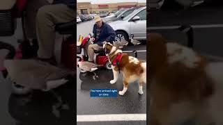 Hero Dog Saves Man From Goose Chaos 🐶🦢