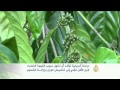 **** القهوة الخضراء تخفض الوزن