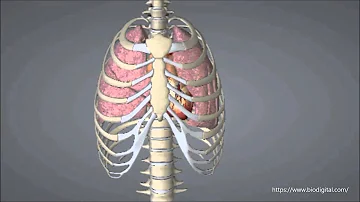 Welches Organ sitzt direkt unter dem Brustkorb?