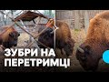 Зубри на перетримці у Баранівському лісництві що відомо про тварин які блукали на Житомирщині