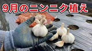 Natural Farming] How to Plant Giant Garlic in a No-Till Field: A