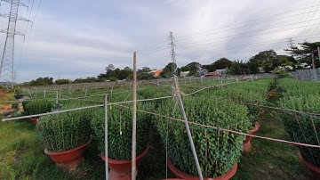 Bông Tết 2020 #Video 10 . Sỉ bông cúc đại đoá  21/11/2019 Âm Lịch