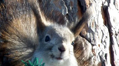 Для чего белке кисточки на ушках/Why does a squirrel need tassels on its ears