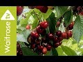 Cherries time lapse  waitrose