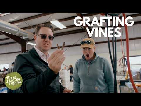 How Grapevines Are Made (It’s Not What You Think)