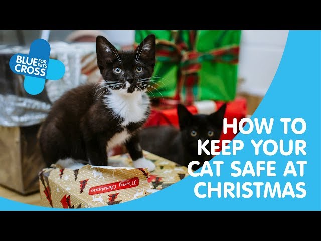 Keep Your Cat Safe At Christmas Blue Cross