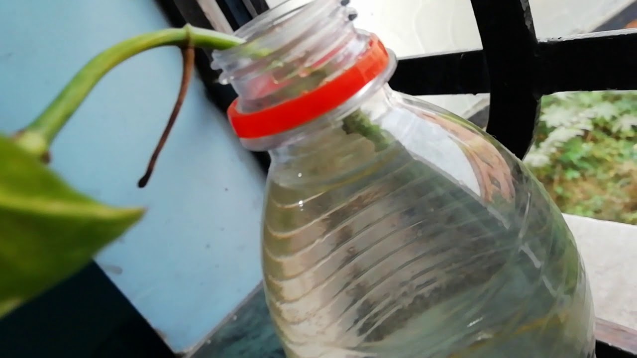 Life Under Water Money Plant YouTube Life Under Water Money Plant YouTube