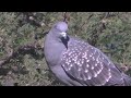 Las Palomas Familia Columbidae Esperanza Santa Fe Argentina 2022