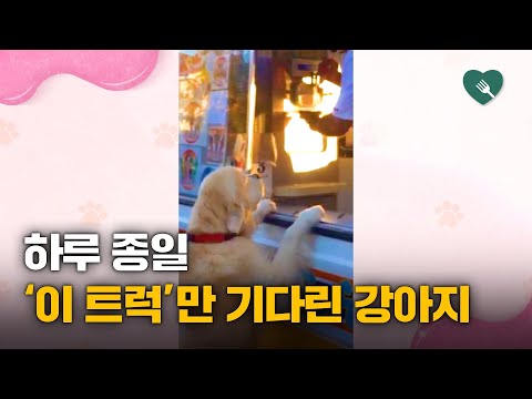 &amp;#<strong>39</strong>;목 빠질라&amp;#<strong>39</strong>;...하루종일 &amp;#<strong>39</strong>;이 <strong>트럭</strong>&amp;#<strong>39</strong>;만 기다리는 강아지