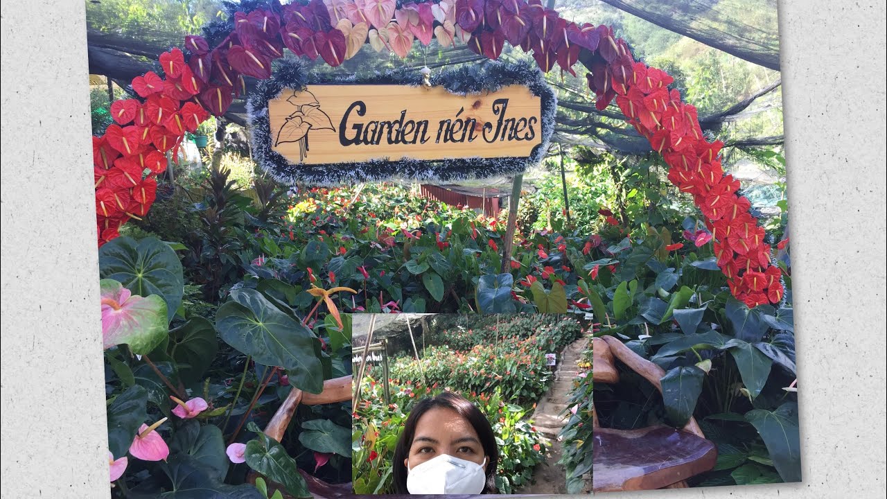 Garden nen Ines- anthurium garden