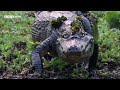 Breathtaking Moments from Planet Earth | 20 Years of Planet Earth | BBC Earth