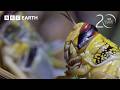Breathtaking Moments from Planet Earth | 20 Years of Planet Earth | BBC Earth