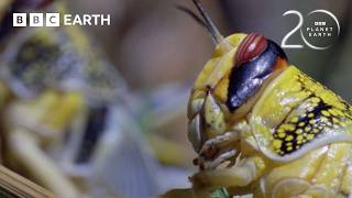 Breathtaking Moments From Planet Earth  20 Years Of Planet Earth  Bbc Earth
