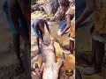 PREPARING FOR THE FEAST#hadzabetribe #africa #bushman #simplelife