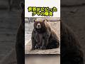 世界がビビったクマの爆食