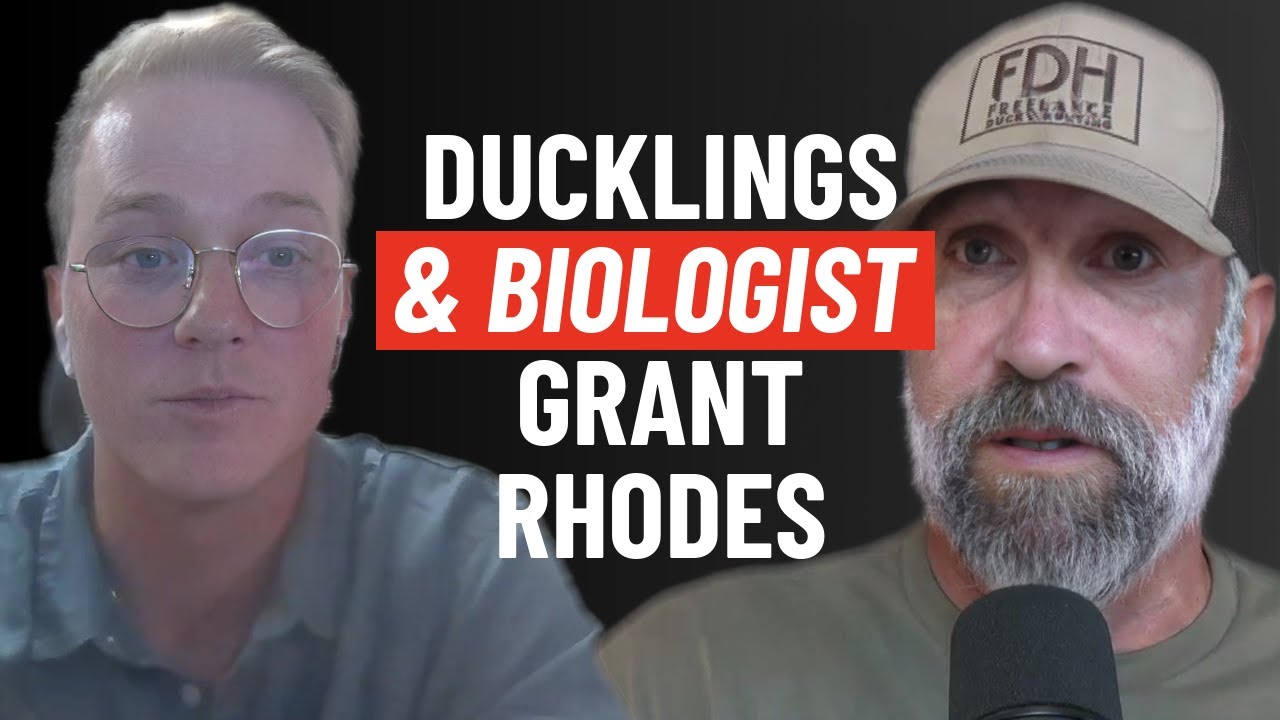 Episode #216 Tracking Blue-Winged Teal: Duckling Survival & Predator ...