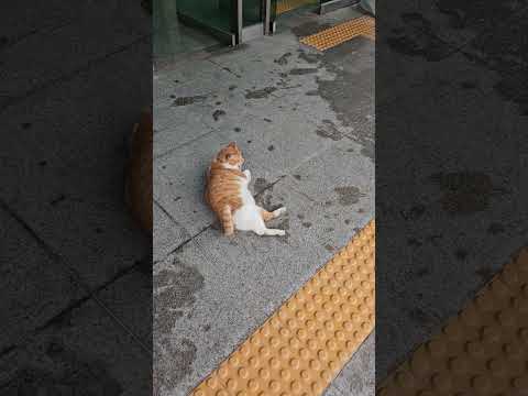 일산 경찰서 <strong>고소장</strong> 제출 하고 왔습니다.