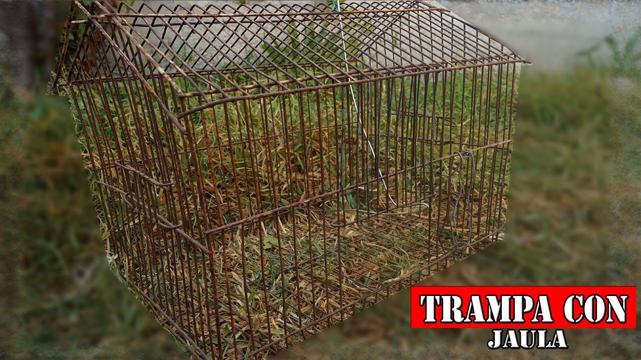 Comprar Jaula Trampa Para Pajaros