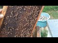 Серпневий етап в бджільництві