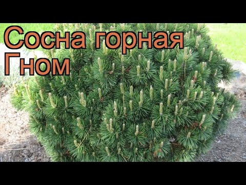 Сосна горная Гном