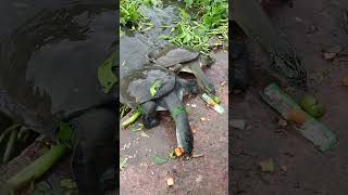 Turtle eating fun flips || Turtle video || Turtle Lovers