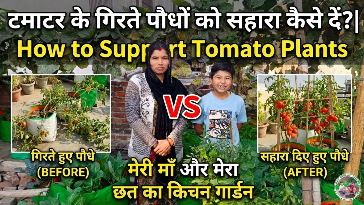 टमाटर के गिरते पौधों को सहारा कैसे दें | How to Support Tomato Plants | Tomato Staking Ideas at Home