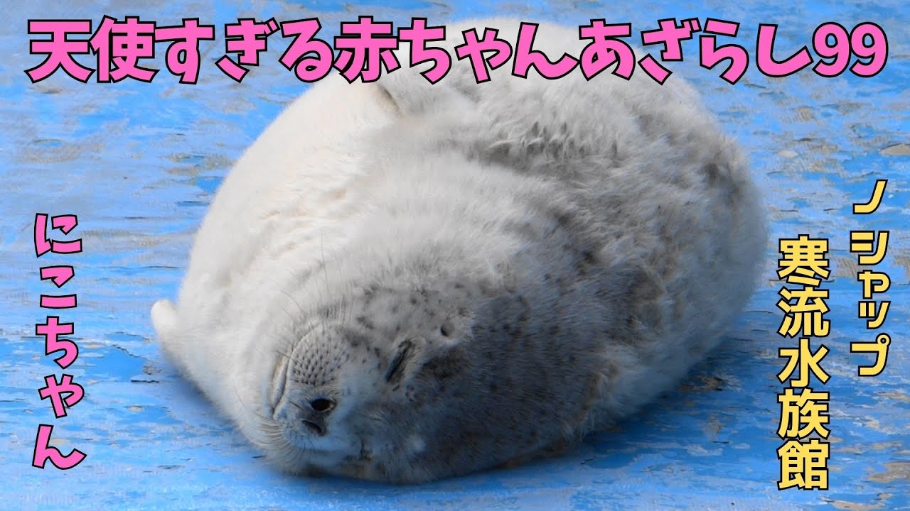 天使すぎる赤ちゃんあざらし99 にこ / Baby seal that is too