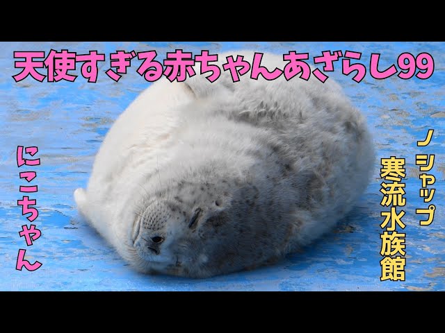 天使すぎる赤ちゃんあざらし99 にこ / Baby seal that is too