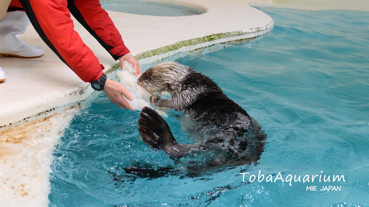ご当地キティ 根付け 水族館限定 キューブビーズ ラッコ ご当地キティ☆水族館限定☆クリアキューブ☆根付け☆ストラップ