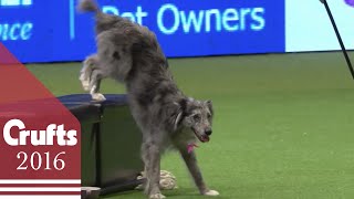 Heelwork to Music - Freestyle International Competition Part 1 | Crufts 2016