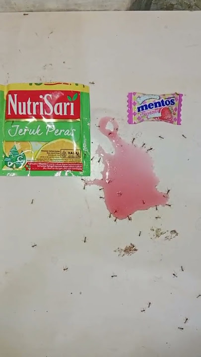 Download lagu Nutrisari buat semut emang suka #shortvideo #semut #shorts