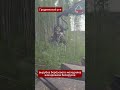 ШОК! Вырубили молодой лес и развели руками. Беларусь обсуждает лесной скандал #гродно #мосты #лида
