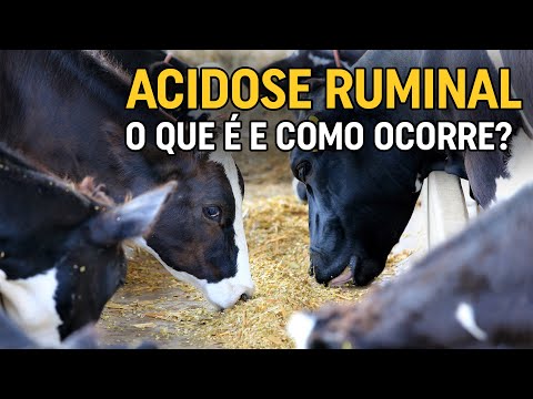 Vídeo: O que é acidose ruminal subaguda?