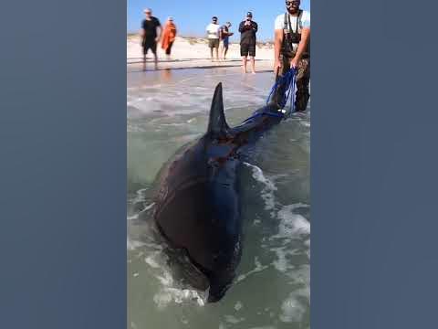 GREAT WHITE SHARK!! Caught off Pensacola Beach (FLORIDA) - YouTube