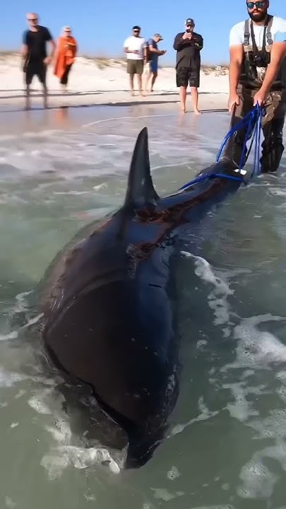 GREAT WHITE SHARK!! Caught off Pensacola Beach (FLORIDA) - YouTube